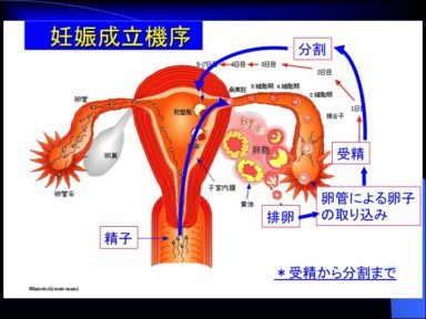 妊娠成立機序