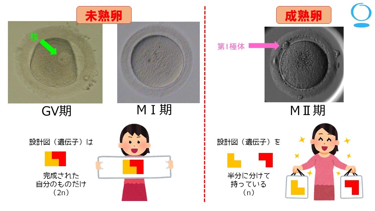 卵の 成熟 とは 松田ウイメンズクリニック